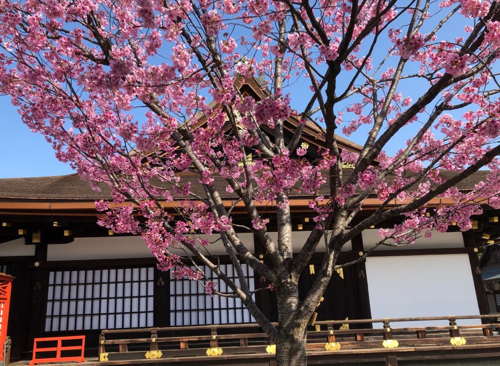 東寺不二桜 - 洋風創作料理 ル・ブラン